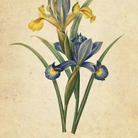 Botanical Inspirations Deck & Book Set