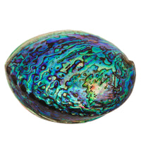 Abalone Shell