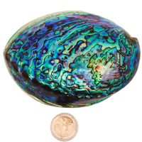 Abalone Shell