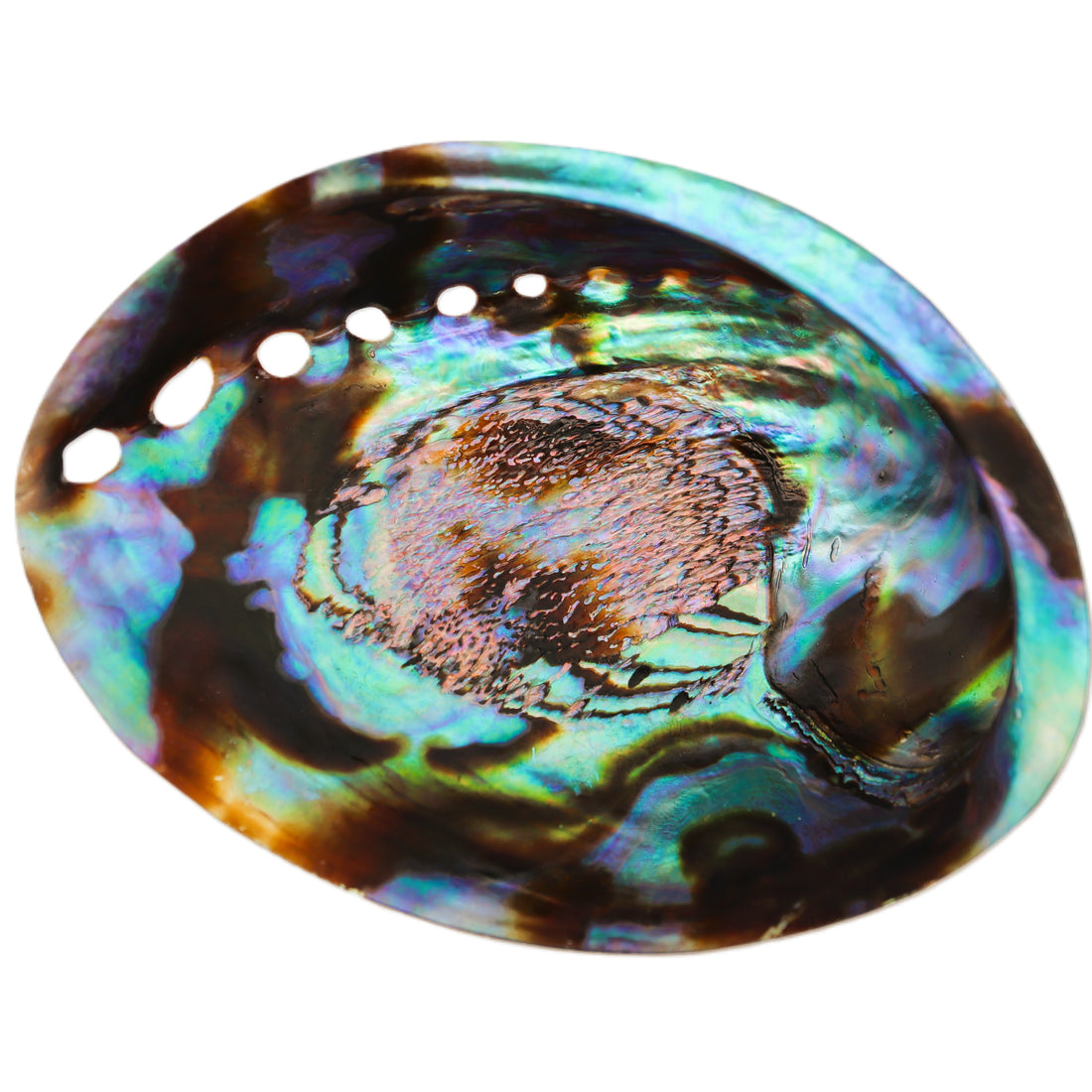 Abalone Shell