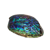 Abalone Shell