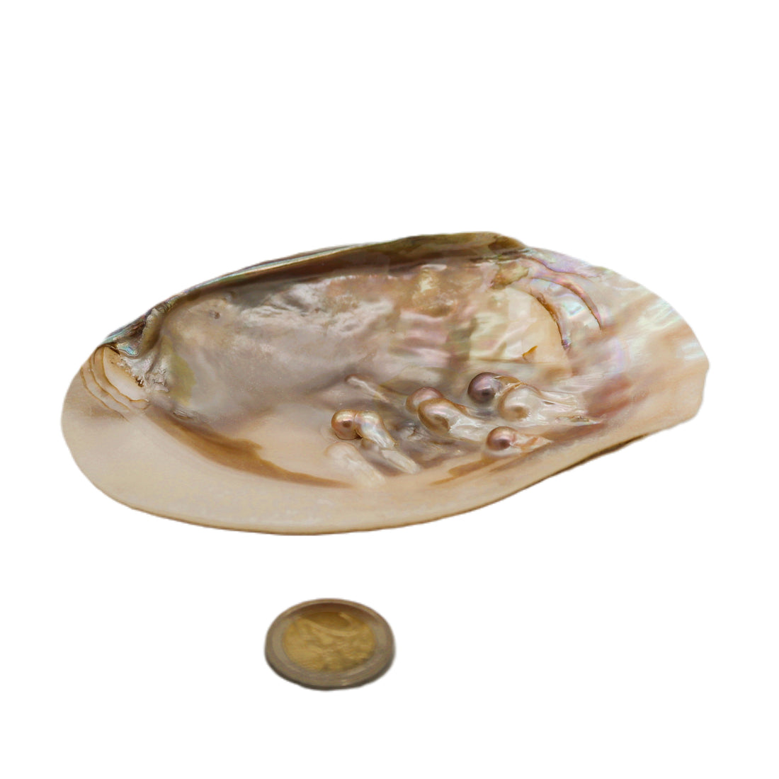 Mother of Pearl Shell