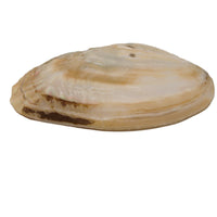 Mother of Pearl Shell