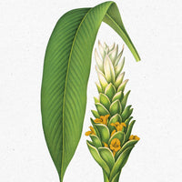 Cabinet Full of Medicinal Plants
