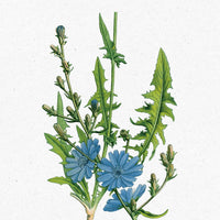 Cabinet Full of Medicinal Plants