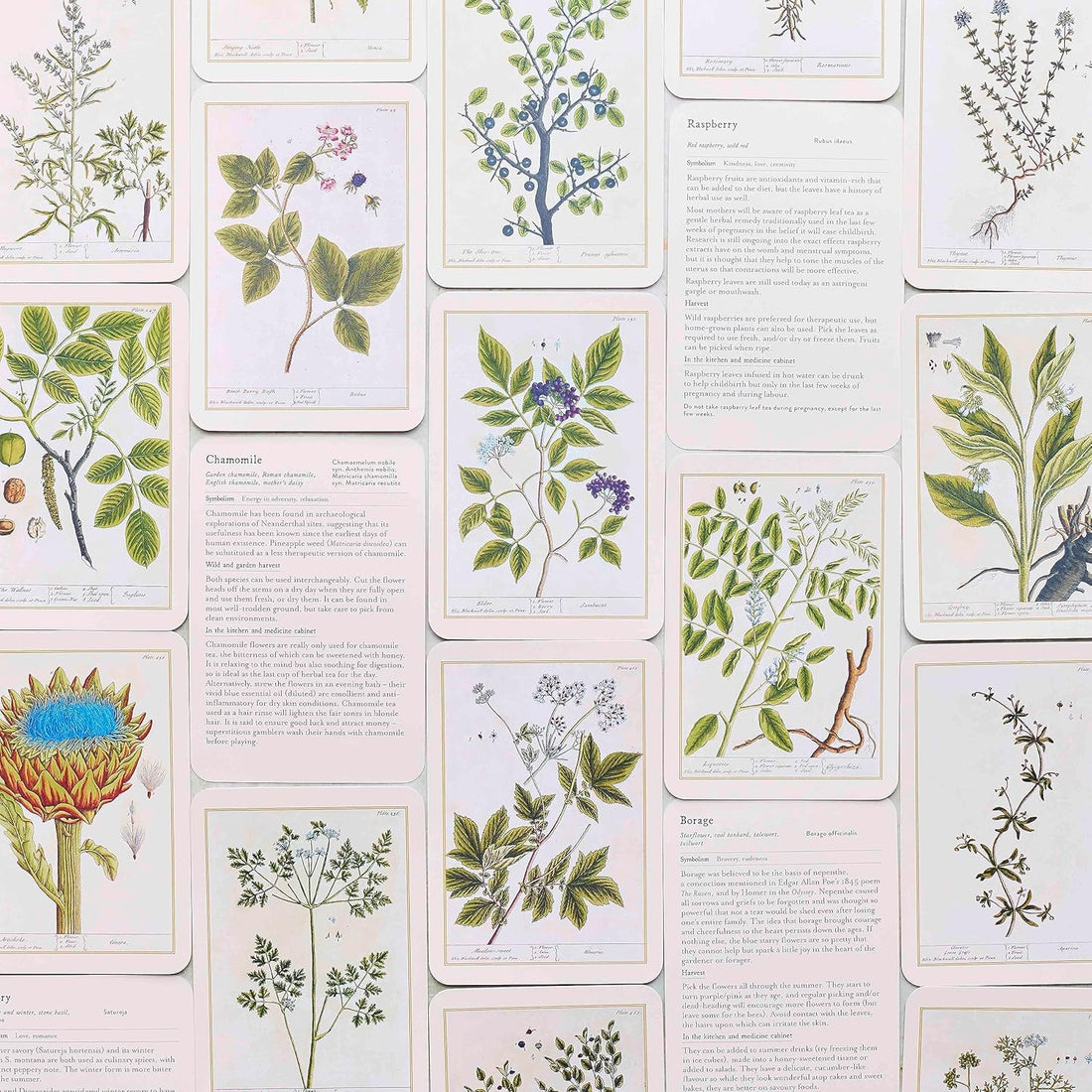 Healing Plants - 50 Botanical Cards