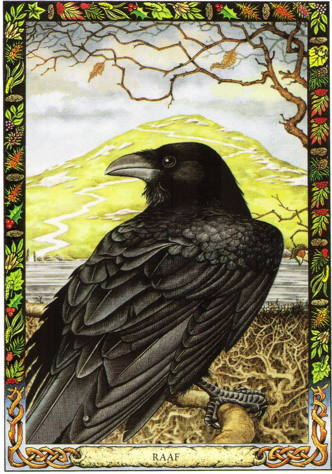 The Druid Animal Oracle Deck