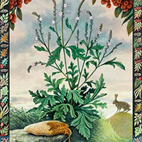 Druid Plant Oracle