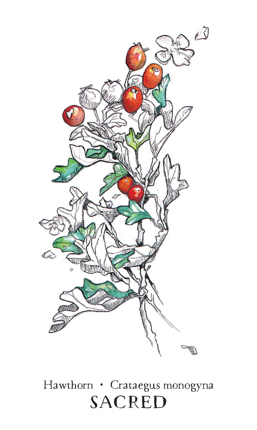 Hedgewitch Botanical Oracle Set
