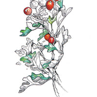 Hedgewitch Botanical Oracle Set