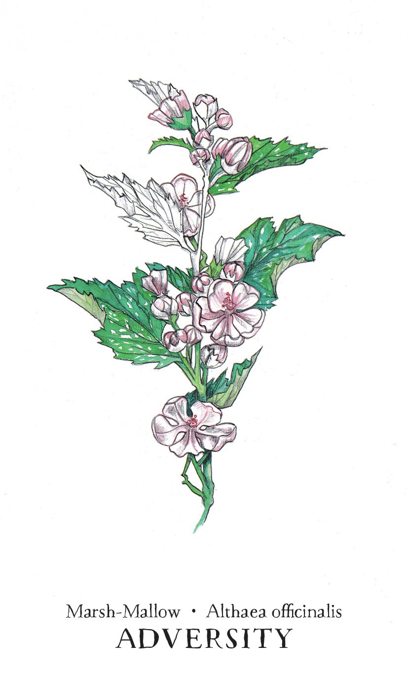 Hedgewitch Botanical Oracle Set