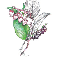 Hedgewitch Botanical Oracle Set