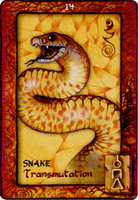 Animal Dreaming Oracle Cards