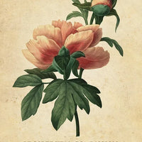 Botanical Inspirations Deck & Book Set