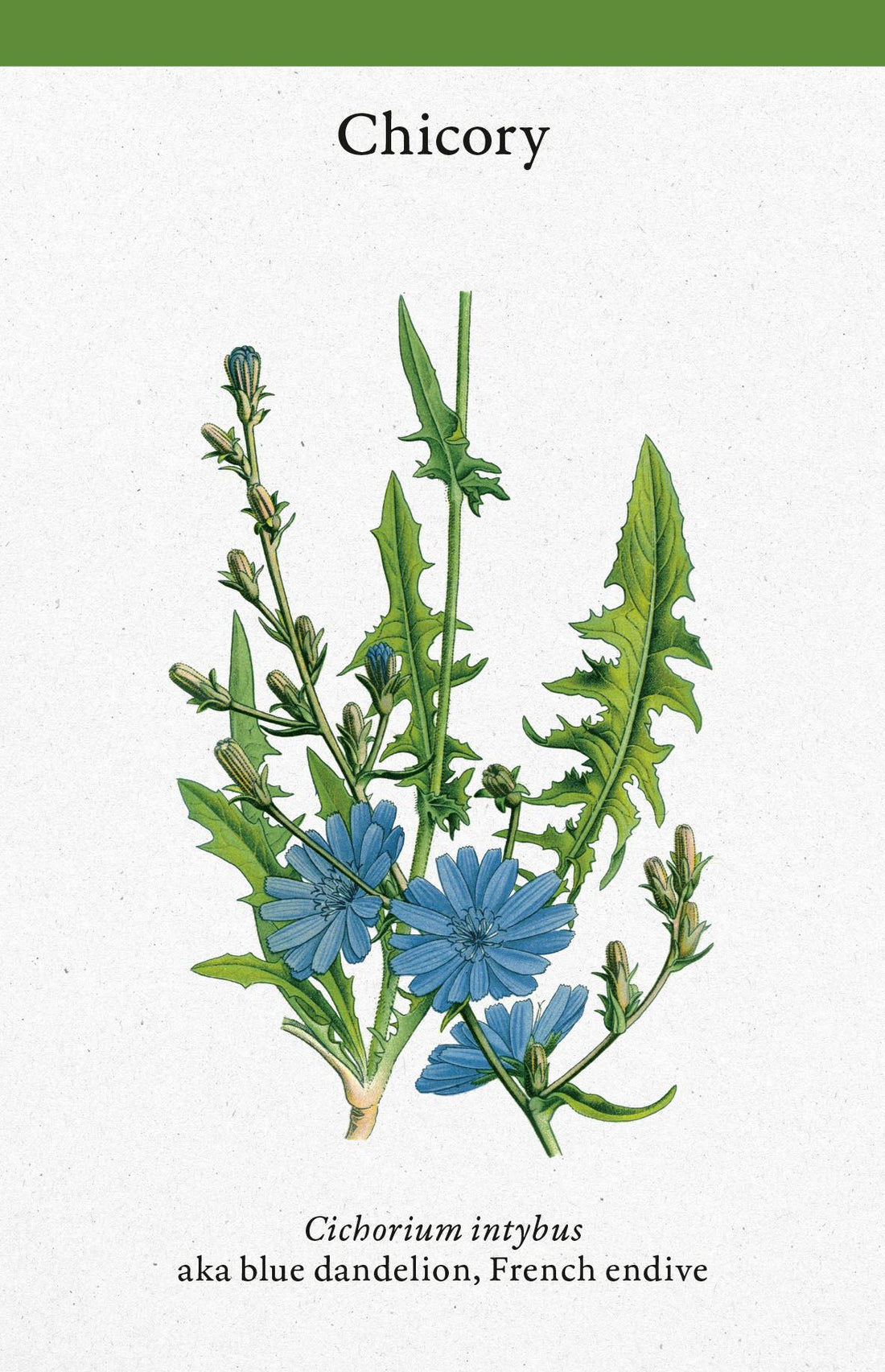 Cabinet Full of Medicinal Plants