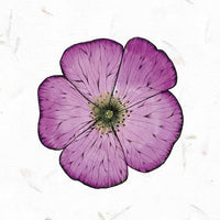 Listening to Flowers
