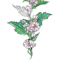 Hedgewitch Botanical Oracle Set